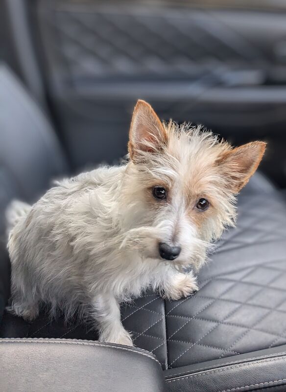 Russell Dogs Yorkshire Terrier X Jack Russell Puppies For Sale Buy