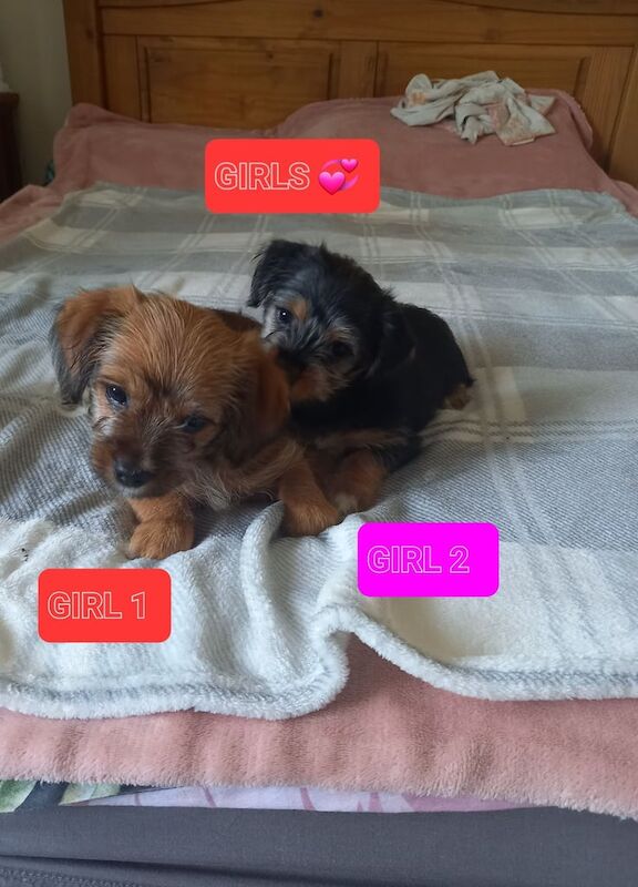 Jack Russell puppies for sale in Heathrow, London – 8 weeks old