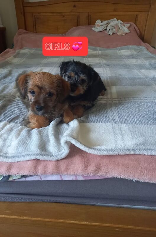 Jack Russell puppies for sale in Heathrow, London – 8 weeks old - Image 2 of 3