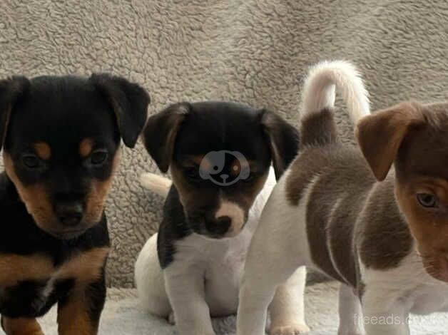 Jack Russell Terrier puppies for sale in Doncaster, Nottinghamshire – 1 year old - Image 1 of 5