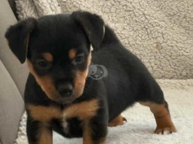 Jack Russell Terrier puppies for sale in Doncaster, Nottinghamshire – 1 year old - Image 2 of 5