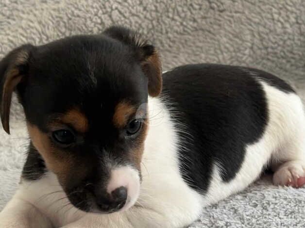 Jack Russell Terrier puppies for sale in Doncaster, Nottinghamshire – 1 year old - Image 3 of 5