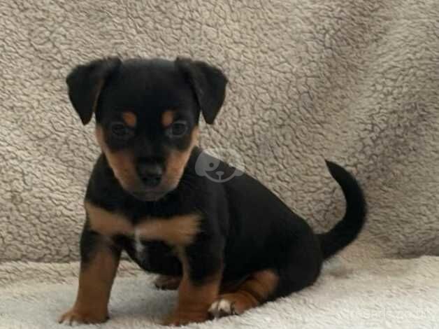 Jack Russell Terrier puppies for sale in Doncaster, Nottinghamshire – 1 year old - Image 5 of 5