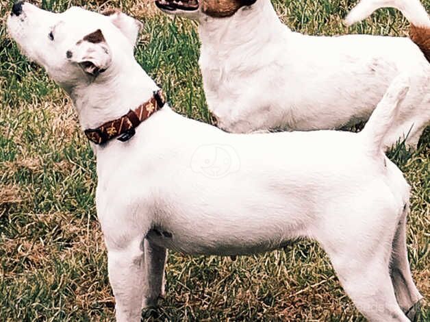 Jack Russell Terrier puppies for sale in Loughborough, Leicestershire – 2 years old - Image 1 of 3