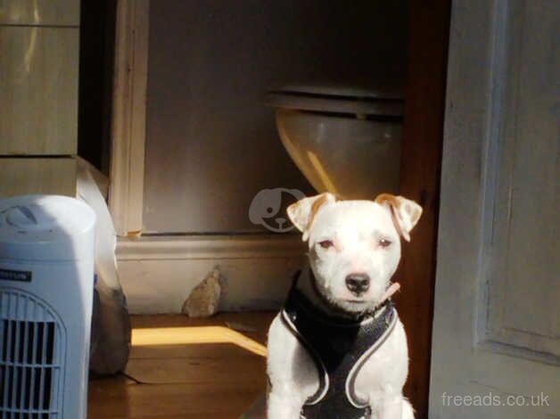 Jack Russell Terrier puppies for sale in Loughborough, Leicestershire – 2 years old - Image 2 of 3