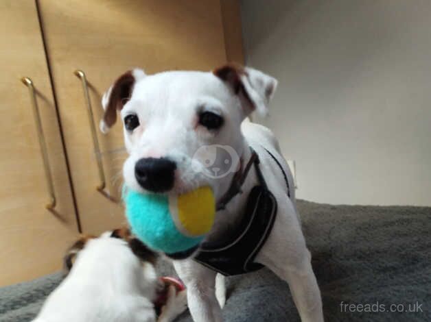 Jack Russell Terrier puppies for sale in Loughborough, Leicestershire – 2 years old - Image 3 of 3