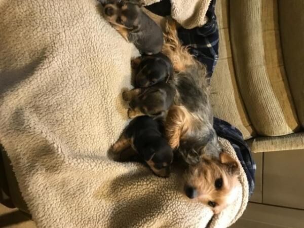 Black and Tan Jack Russell puppies for sale in Llanybydder, Carmarthenshire