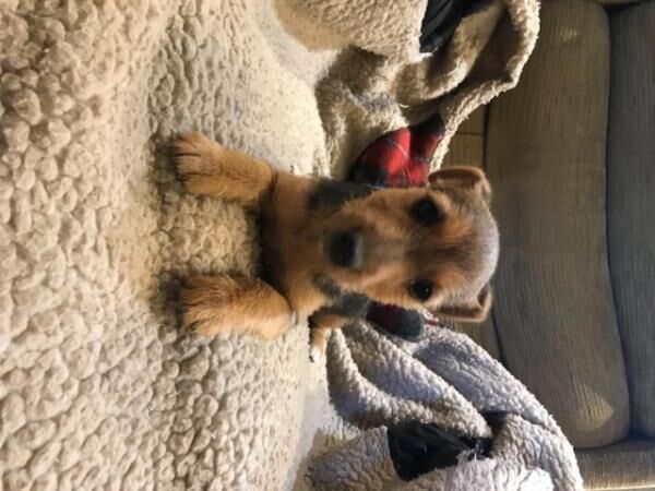 Black and Tan Jack Russell puppies for sale in Llanybydder, Carmarthenshire - Image 2