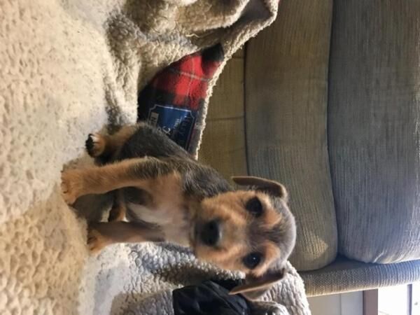 Black and Tan Jack Russell puppies for sale in Llanybydder, Carmarthenshire - Image 4