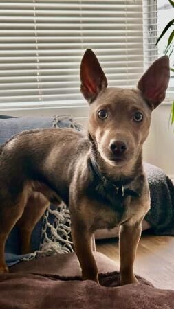 Jack Russell Terrier puppies for sale in Upminster, Havering, Greater London – 1 year old - Image 2 of 5