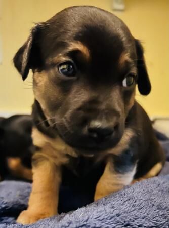 Jack Russell Terrier puppies for sale in Upminster, Havering, Greater London – 1 year old - Image 3 of 5