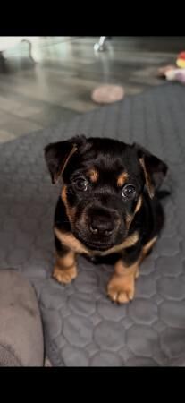 Jack Russell Terrier puppies for sale in Upminster, Havering, Greater London – 1 year old - Image 4 of 5