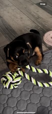 Jack Russell Terrier puppies for sale in Upminster, Havering, Greater London – 1 year old - Image 5 of 5