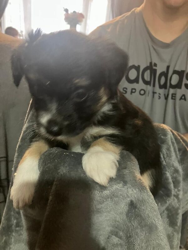Jack Russell Terrier puppies for sale in Harrogate, North Yorkshire – 5 weeks old