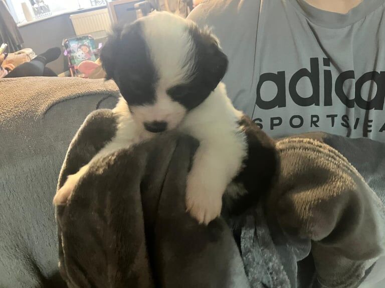 Jack Russell Terrier puppies for sale in Harrogate, North Yorkshire – 12 weeks old - Image 2 of 5