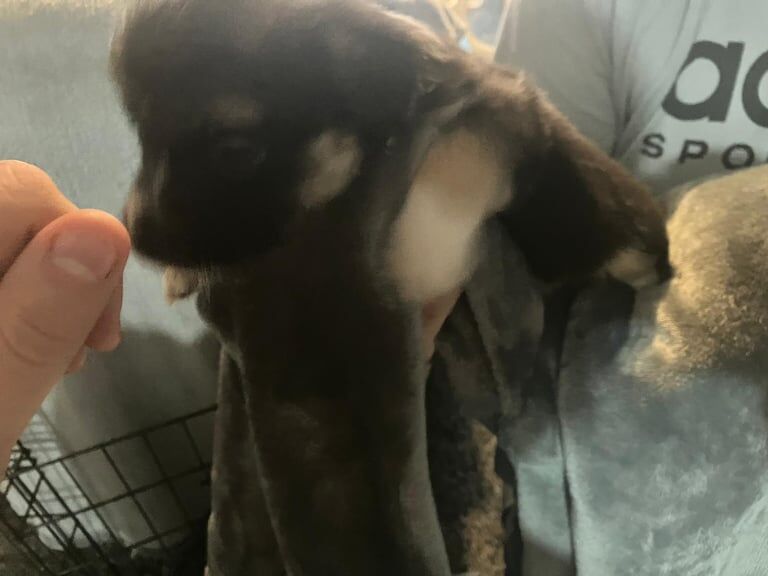 Jack Russell Terrier puppies for sale in Harrogate, North Yorkshire – 12 weeks old - Image 4 of 5