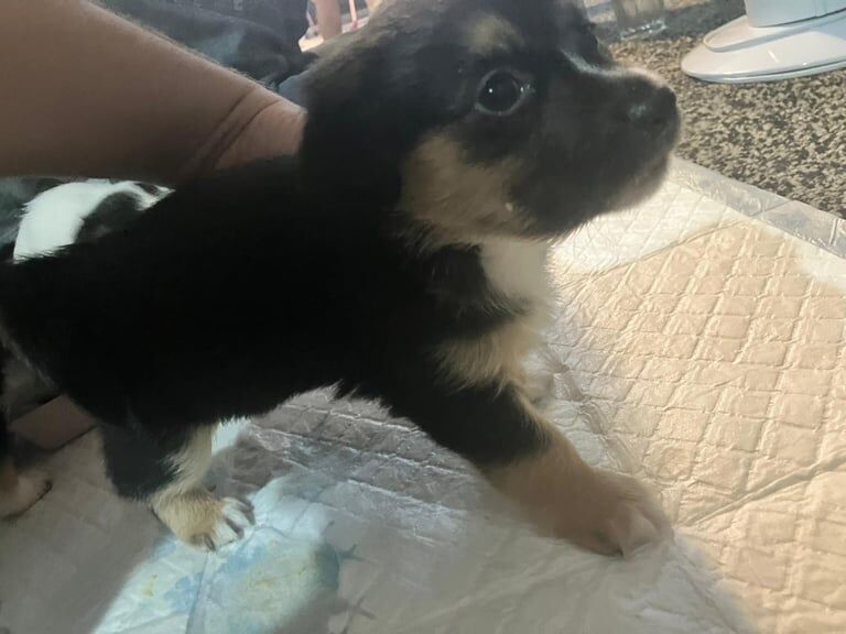 Jack Russell Terrier puppies for sale in Harrogate, North Yorkshire – 12 weeks old - Image 5 of 5