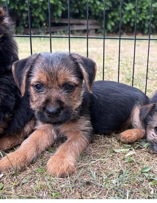 Border terrier x jrt