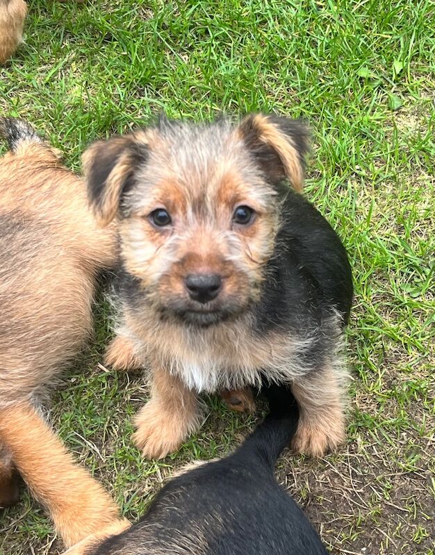 Jack Russell Terrier Puppies For Sale Under £1,000