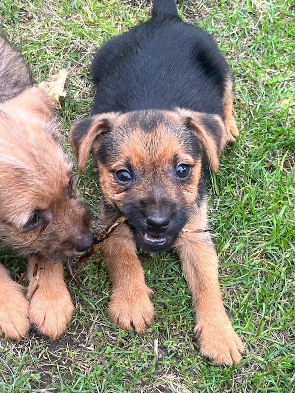 Border terrier x jrt - Image 4 of 5