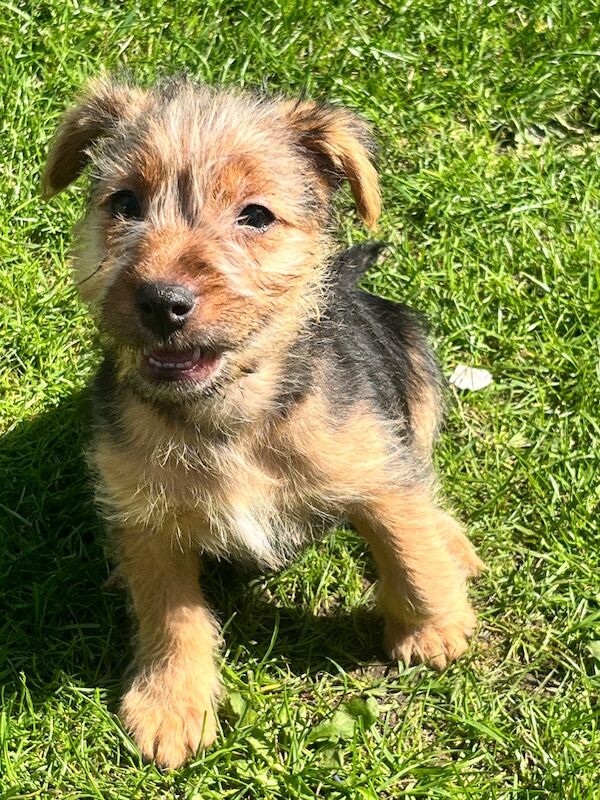 Border terrier x jrt