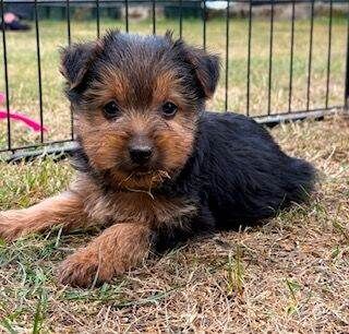 Jack Russell Terrier Puppies For Sale Under £1,000