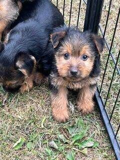 Border x jrt puppies, ready for new homes now - Image 2 of 3