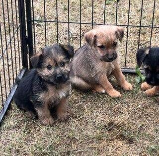 Border x jrt puppies, ready for new homes now - Image 3 of 3