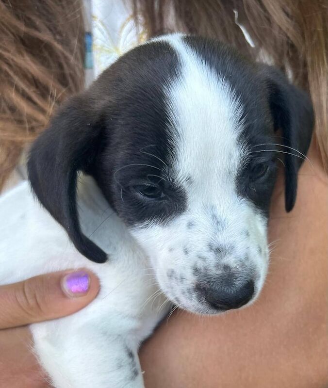 Jack Russell puppies for sale in Biddenden, Kent – 11 weeks old
