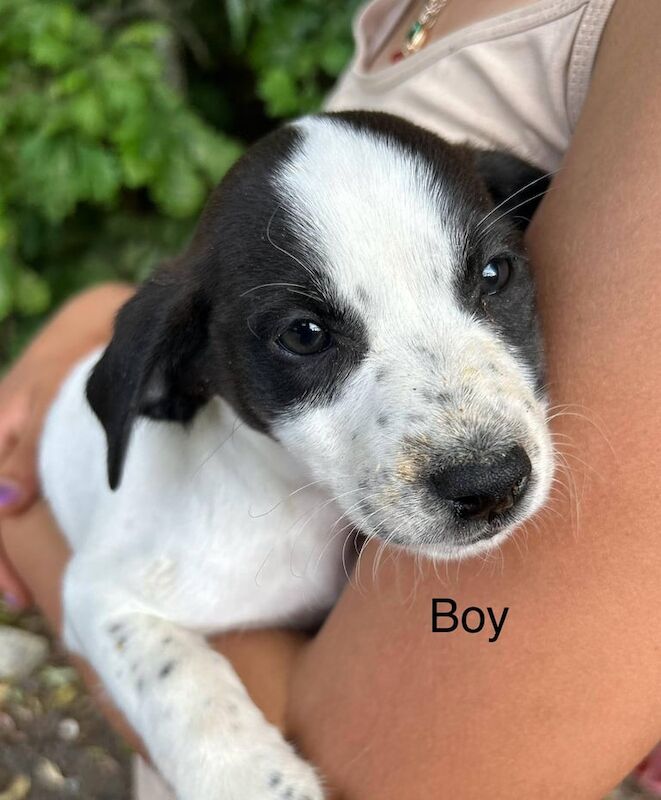 Jack Russell puppies for sale in Biddenden, Kent – 11 weeks old - Image 2 of 3