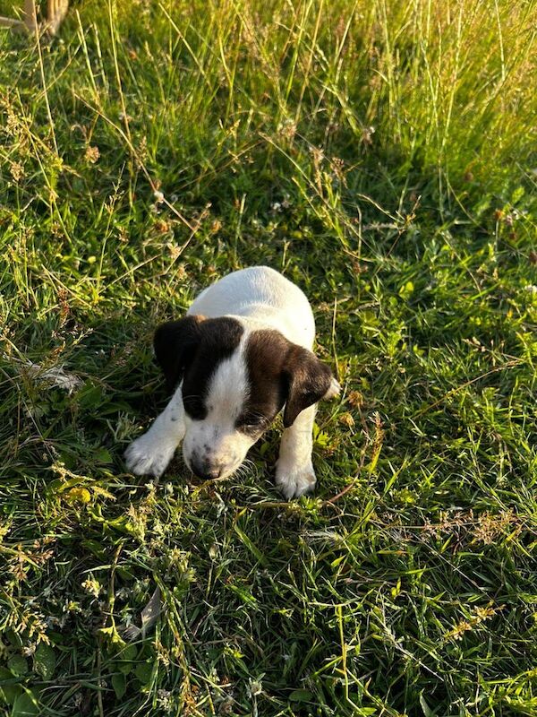 Jack Russell puppies for sale in Biddenden, Kent – 11 weeks old - Image 3 of 3