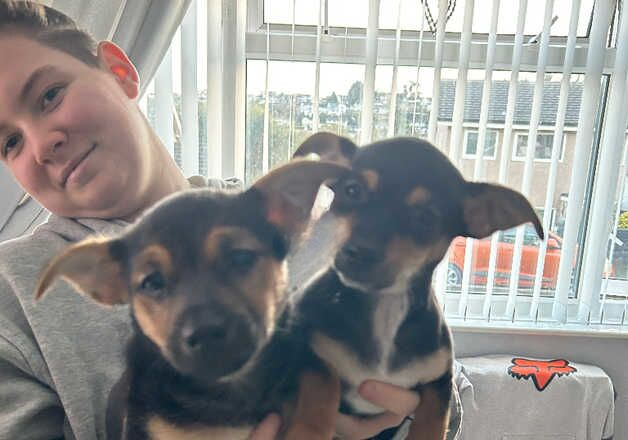 Jack Russell puppies for sale in Saundersfoot, Pembrokeshire – 9 months old - Image 1 of 2