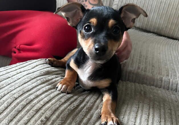 Jack Russell puppies for sale in Saundersfoot, Pembrokeshire – 9 months old - Image 2 of 2