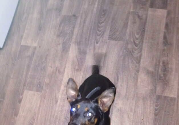 Jack Russell Terrier puppies for sale in Hartlepool, County Durham – KC registered, 1 year old - Image 1 of 2