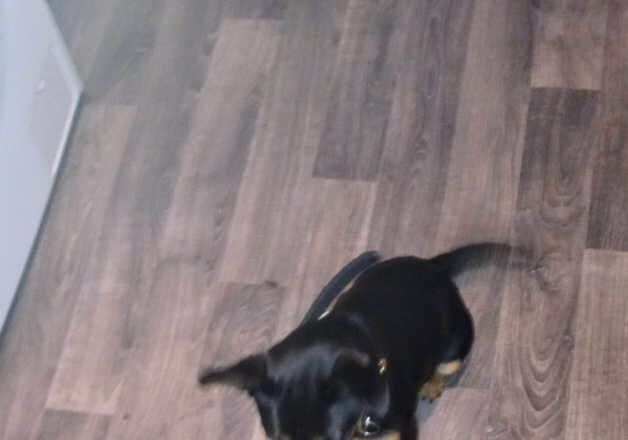 Jack Russell Terrier puppies for sale in Hartlepool, County Durham – KC registered, 1 year old - Image 2 of 2