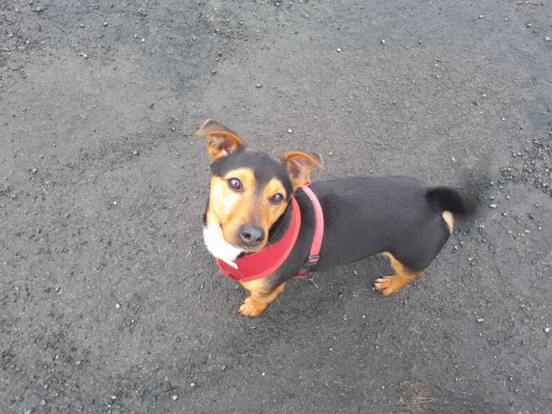Castrated boy for sale in Swansea / Abertawe, West Glamorgan