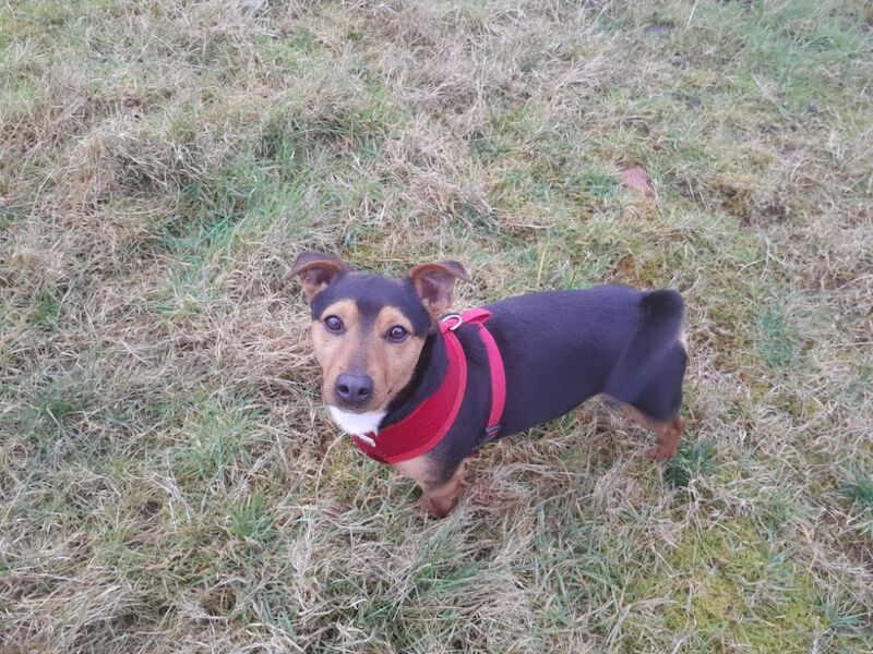 Jack Russell puppies for sale in Swansea / Abertawe, West Glamorgan – 3 years old - Image 2 of 3