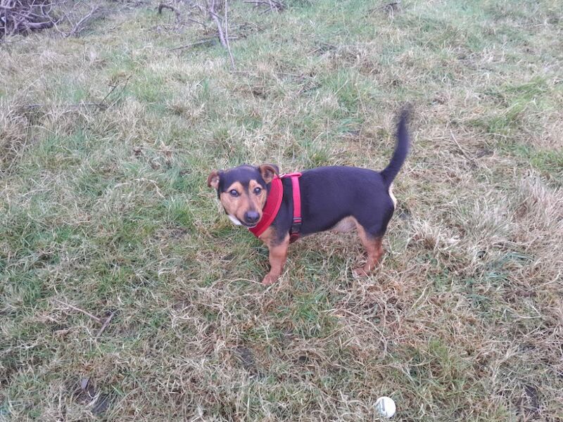 Jack Russell puppies for sale in Swansea / Abertawe, West Glamorgan – 3 years old - Image 3 of 3