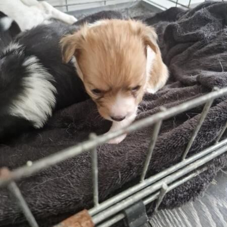 Jack Russell puppies for sale in Tyne and Wear – 1 year old - Image 2 of 5
