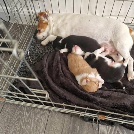 Jack Russell puppies for sale in Tyne and Wear – 1 year old - Image 3 of 5