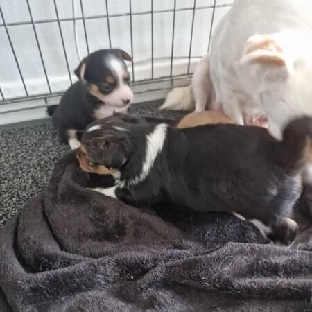 Jack Russell puppies for sale in Tyne and Wear – 1 year old - Image 4 of 5
