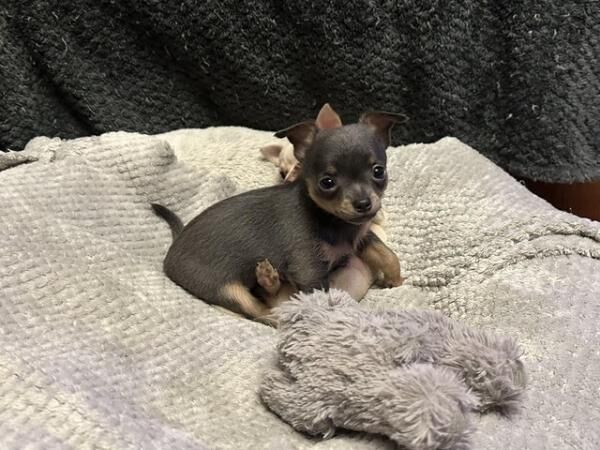 Chihuahua x Jack Russell Puppies for sale in Abbots Leigh, Somerset - Image 1