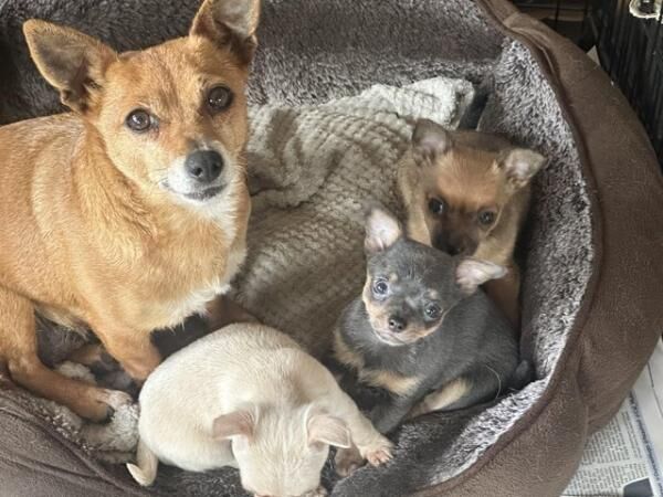Chihuahua x Jack Russell Puppies for sale in Abbots Leigh, Somerset - Image 2