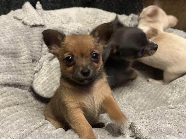 Chihuahua x Jack Russell Puppies for sale in Abbots Leigh, Somerset - Image 3