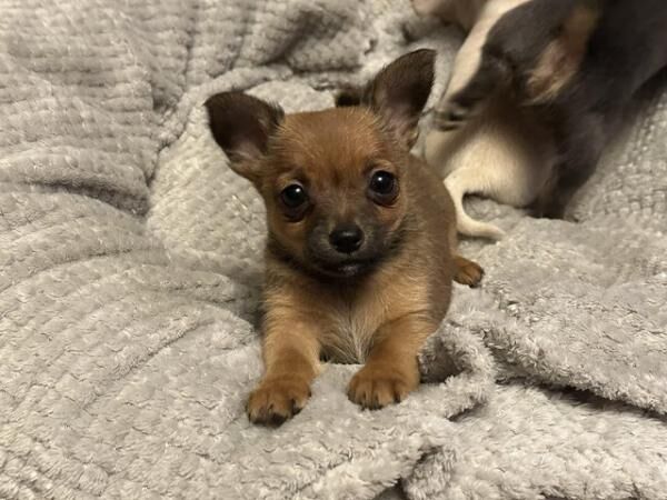 Chihuahua x Jack Russell Puppies for sale in Abbots Leigh, Somerset - Image 4