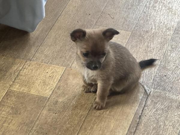 Chihuahua x Jack Russell Puppies for sale in Abbots Leigh, Somerset - Image 5