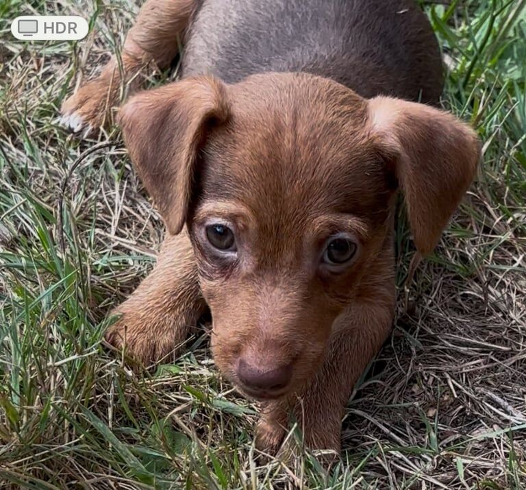 Jack Russell puppies for sale in Holt, Norfolk – 9 weeks old