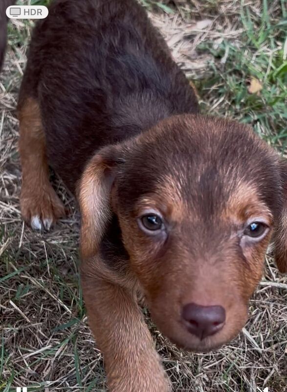 Jack Russell puppies for sale in Holt, Norfolk – 9 weeks old - Image 2 of 2