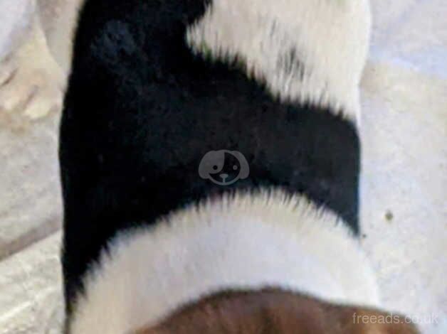 Jack Russell Terrier puppies for sale in Stourbridge, West Midlands – 1 year old - Image 2 of 5