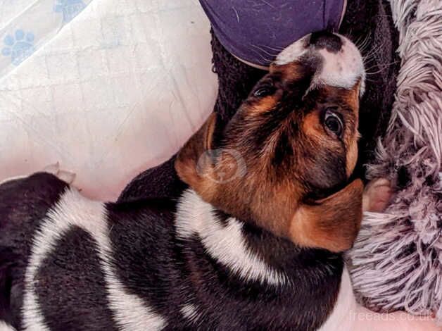 Jack Russell Terrier puppies for sale in Stourbridge, West Midlands – 1 year old - Image 4 of 5